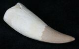 Rooted Dyrosaurus Tooth - Morocco #14463-2